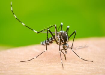 Epidemia dengue: cómo actuar cuando tenemos la enfermedad y qué son las plaquetas