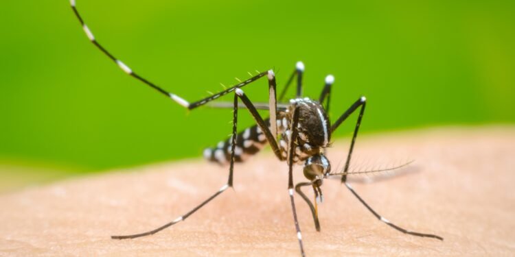 Epidemia dengue: cómo actuar cuando tenemos la enfermedad y qué son las plaquetas