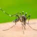 Epidemia dengue: cómo actuar cuando tenemos la enfermedad y qué son las plaquetas