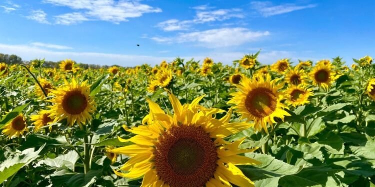 Generó US$1000 millones: un cultivo que sorprendió por un récord va por otro batacazo
