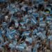Costo de un Viaje a Kansas para Ver el Primer Partido de Argentina en el Mundial 2026