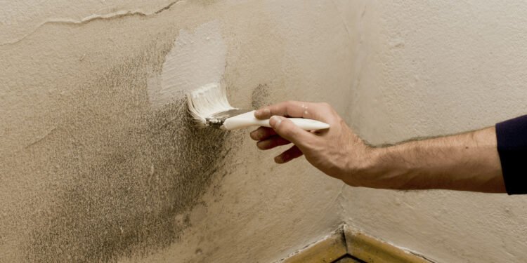 La pintura antihumedad: una solución temporal para combatir el moho en el hogar