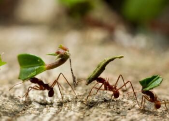 5 formas en las que los insectos toman decisiones y resuelven problemas (y qué podemos aprender de ellos)