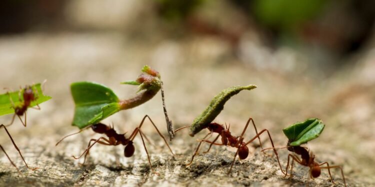 5 formas en las que los insectos toman decisiones y resuelven problemas (y qué podemos aprender de ellos)