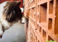 Susanna Vilaseca, etóloga: “El ‘nosework’ es una valiosa herramienta para perros con complicaciones en la gestión emocional”