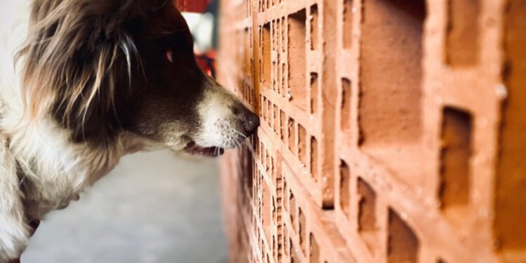 Susanna Vilaseca, etóloga: “El ‘nosework’ es una valiosa herramienta para perros con complicaciones en la gestión emocional”
