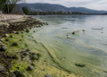 Córdoba: el lago San Roque alcanza el máximo grado de deterioro ambiental