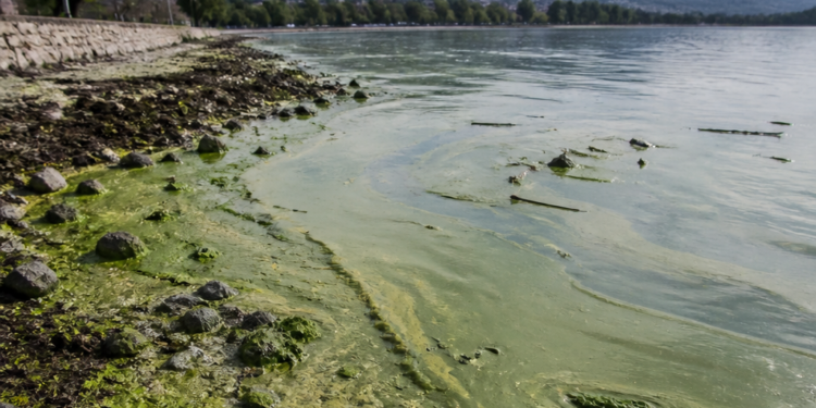 Córdoba: el lago San Roque alcanza el máximo grado de deterioro ambiental