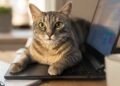 Veterinarios explican el comportamiento de los gatos sobre computadoras: más que juego, un llamado de atención