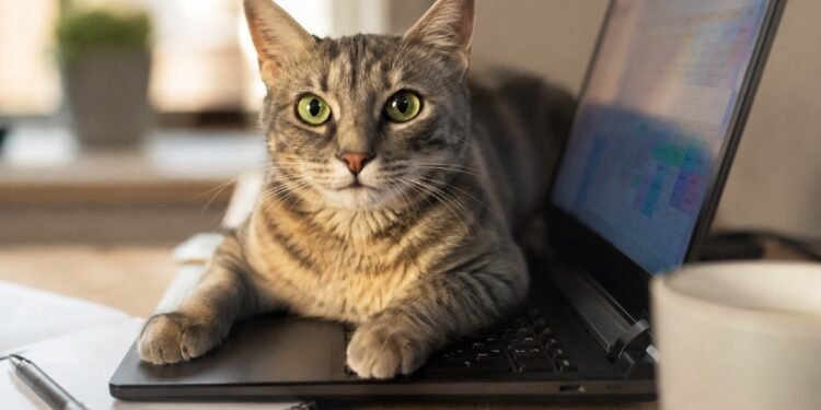 Veterinarios explican el comportamiento de los gatos sobre computadoras: más que juego, un llamado de atención